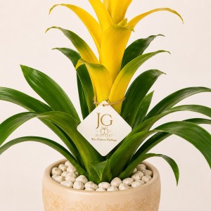 Yellow Guzmania