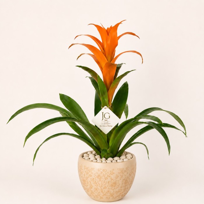 Orange Guzmania