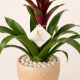 Red Guzmania