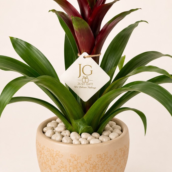 Red Guzmania