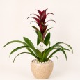 Red Guzmania
