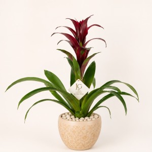 Red Guzmania