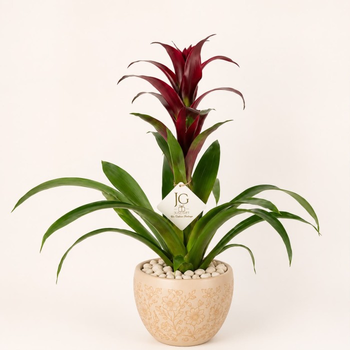 Red Guzmania