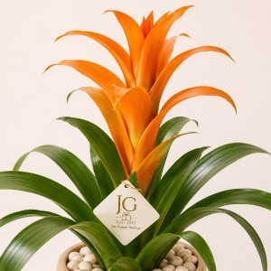 Orange Guzmania