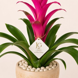 Pink Guzmania