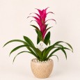 Pink Guzmania