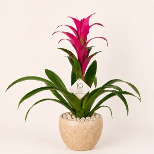 Pink Guzmania