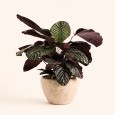 Calathea Plant