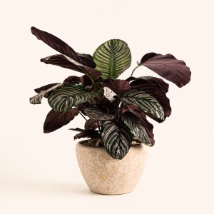 Calathea Plant