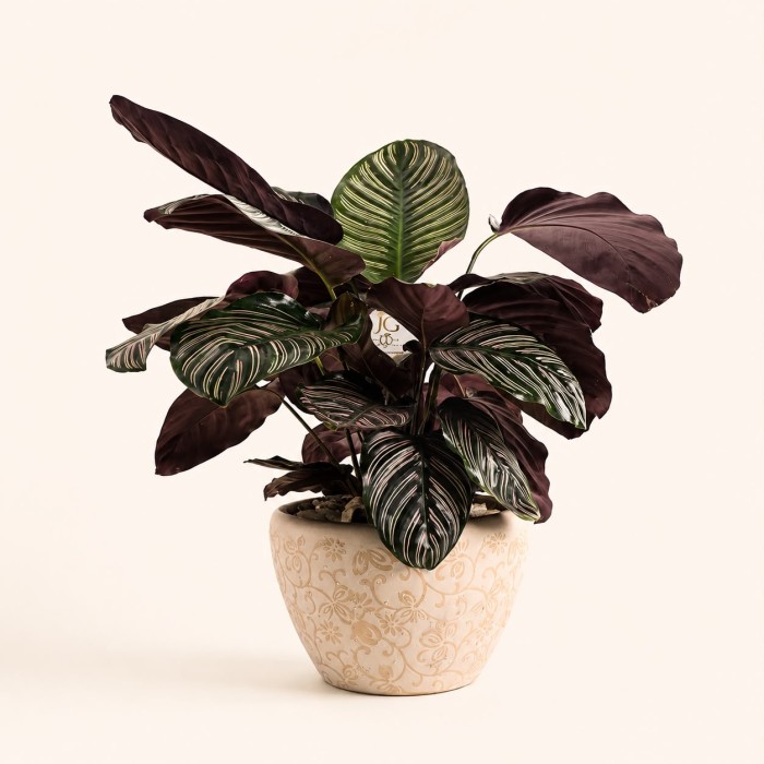 Calathea Plant