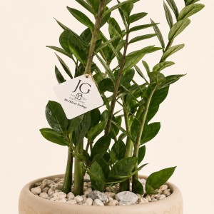 Zamia Plant
