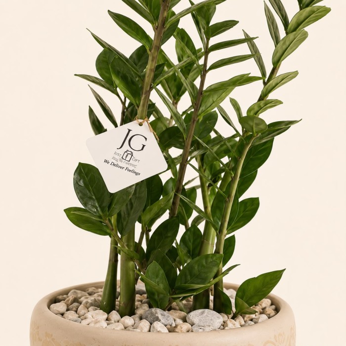 Zamia Plant