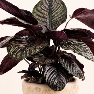 Calathea Plant