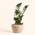 Zamia Plant