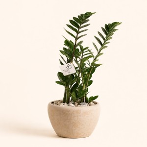 Zamia Plant