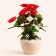 Big Anthurium Plant