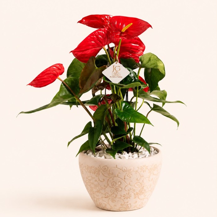 Big Anthurium Plant