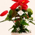 Big Anthurium Plant