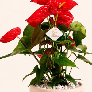 Big Anthurium Plant