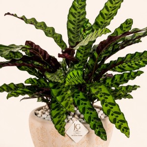 Tropical Calathea Plant
