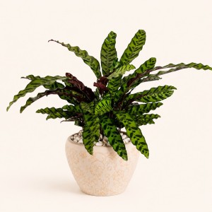 Tropical Calathea Plant