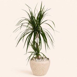 Dracaena Plant
