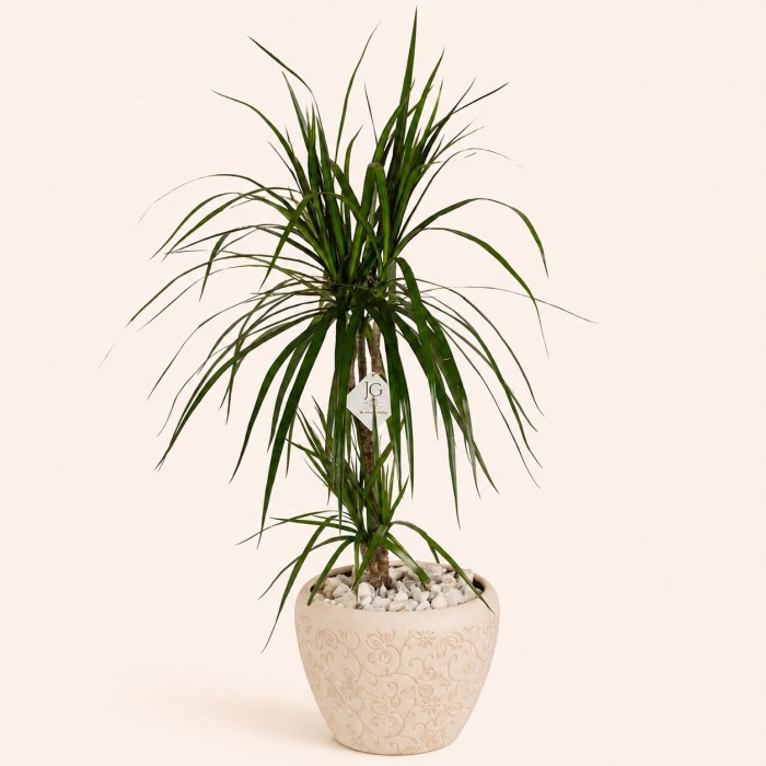 Dracaena Plant