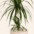 Dracaena Plant