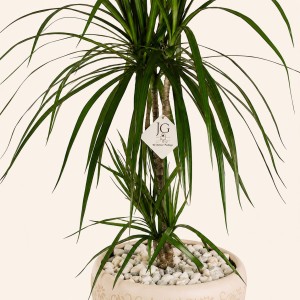 Dracaena Plant
