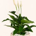 Medium Sptathiphyllum plant