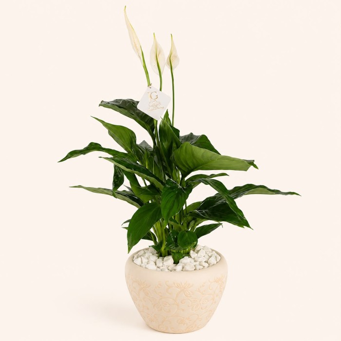 Medium Sptathiphyllum plant