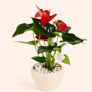 Medium Anthurium Plant