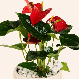 Medium Anthurium Plant