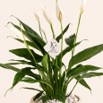 Big Sptathiphyllum plant