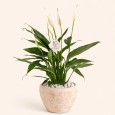 Big Sptathiphyllum plant
