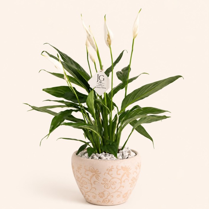 Big Sptathiphyllum plant