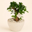 Bonsai Plant