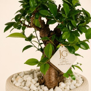 Bonsai Plant